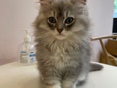 -猫咪派对(江南西店)