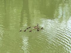 -朝阳公园游乐园