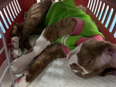 -纳吉亚猫专科动物诊疗中心(蒋宅口分院)