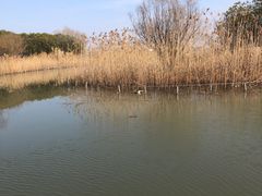 -上海吴淞炮台湾国家湿地公园