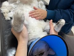 -瑞派康怡24h宠物医院·犬猫医疗中心·微创绝育(瑞景分院)