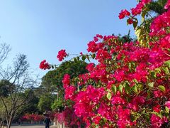 -广州市白云山风景名胜区