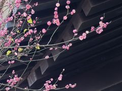 -洋湖国家湿地公园