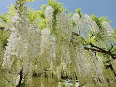 -嘉定紫藤园