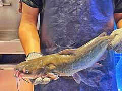 -鱼酷活鱼烤鱼(恒隆广场店)