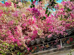 -深圳国际园林花卉博览园