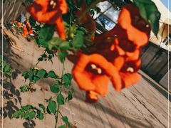 -北京大学燕东园