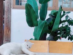 -猫的天空之城概念书店(苏州平江店)