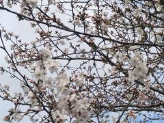 -高东镇樱花园