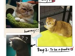 -逗柴咖啡屋·狗咖猫咖宠物桌游