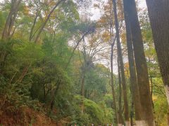 -岳麓山风景名胜区
