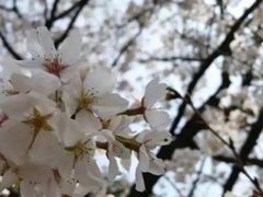 -武汉大学-樱园