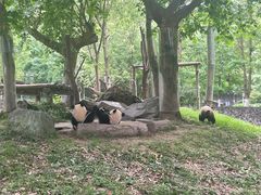 -都江堰中华大熊猫苑
