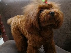 -多卡布奇宠物生活馆(上林世家店)