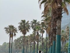 -金沙湖公园