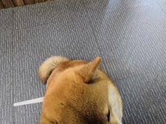 -柴源莊·柴小宠柴犬咖啡