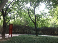 upload_pic-神仙树公园