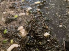 -孙记海鲜砂锅菜(拾味nice店)