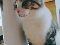 -飞行喵MR PILOT|猫舍·猫咖(静安大融城店)