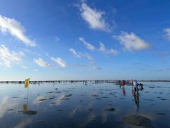 -红树林天天赶海