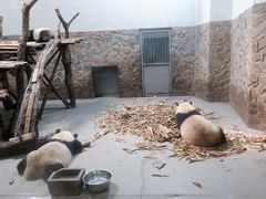 -成都大熊猫繁育研究基地