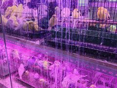 -花鸟鱼虫鲜花绿植市场(玉泉路店)