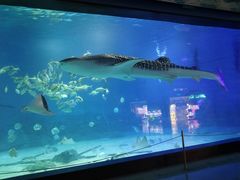 -烟台海昌鲸鲨海洋公园