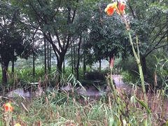 -重庆彩云湖湿地公园