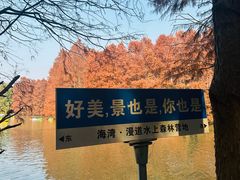 -上海海湾国家森林公园