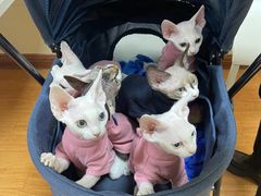 -北京观赏动物医院·24小时大型综合·猫专科·异宠专科