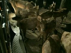 -清迈夜间动物园