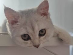 -天使宠物医院·犬猫分诊(彩虹店)