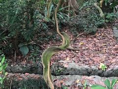 -广西壮族自治区药用植物园