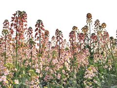 -中国天府农业博览园