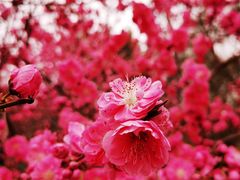 -国家植物园
