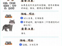 -Bastet sally猫舍购宠(静安店)