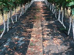 -金谷域澳洲庄园