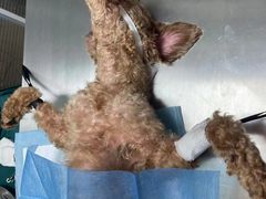 -小叮当动物医院·骨科·眼科