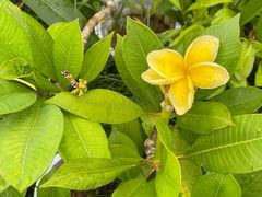 -西双版纳原始森林公园