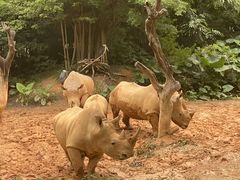 -广州长隆旅游度假区