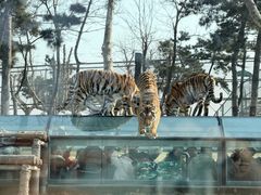 -西霞口神雕山野生动物世界