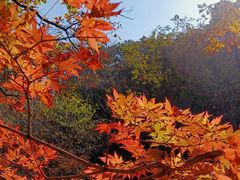 -关门山森林公园