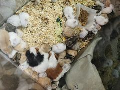 -双季花艺园艺市场(浦东店)
