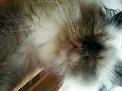 android_upload_pic-喵园·猫主题咖啡厅·撸猫·猫咖(国贸店)