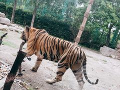 -上海野生动物园老虎餐厅