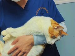 -中农大我爱我爱24h动物医院·中医针灸·猫专科·骨科医疗中心(双井店)