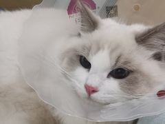 -宠福鑫康馨动物医院·骨科·眼科