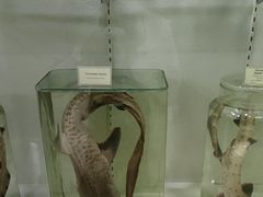 -阿尔谢尼耶夫远东历史博物馆(阿尔谢尼耶夫滨海区店)