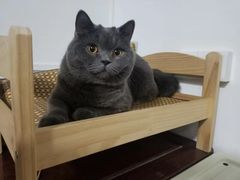 -瑞派动物医院·绝育·犬猫全科·预防医学(光景江南中店)