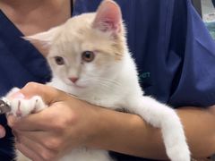 -佳雯宠物医院·皮肤科·内外科(春晓路分院)